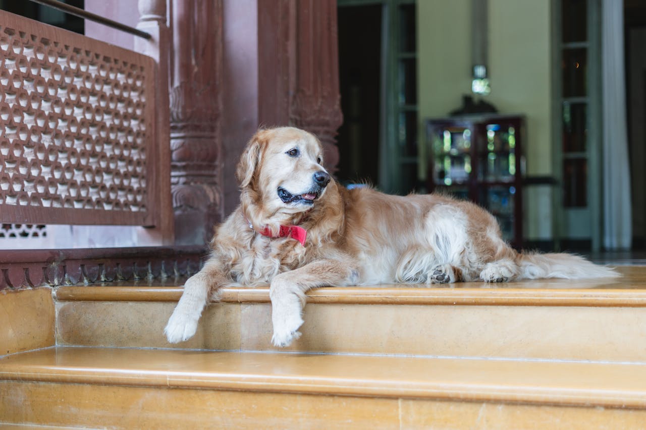 Golden Retriever relaxing at a luxury heritage hotel entrance in Bikaner, India.